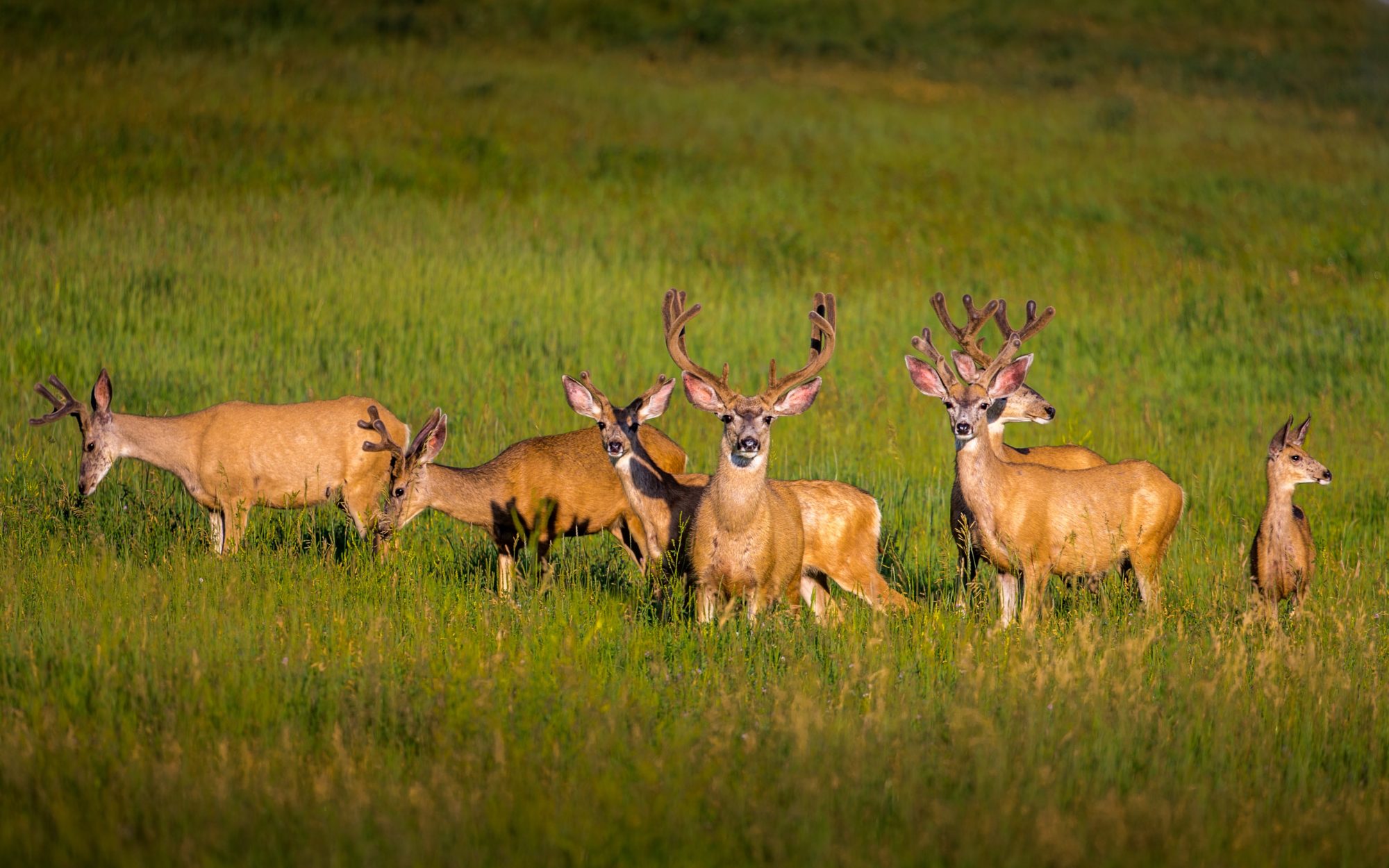 grazing velvet mule deer front page