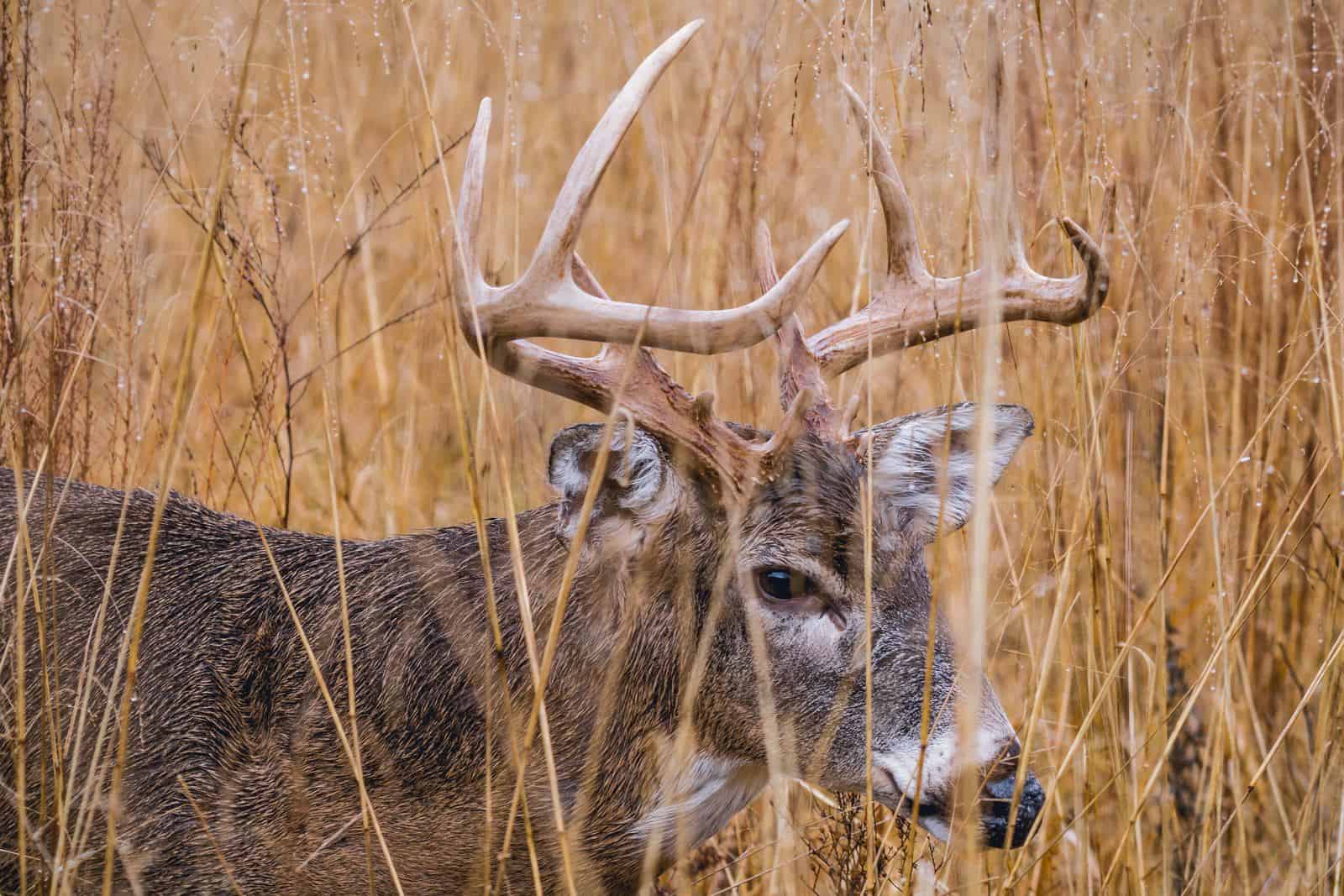 whitetail close up front page