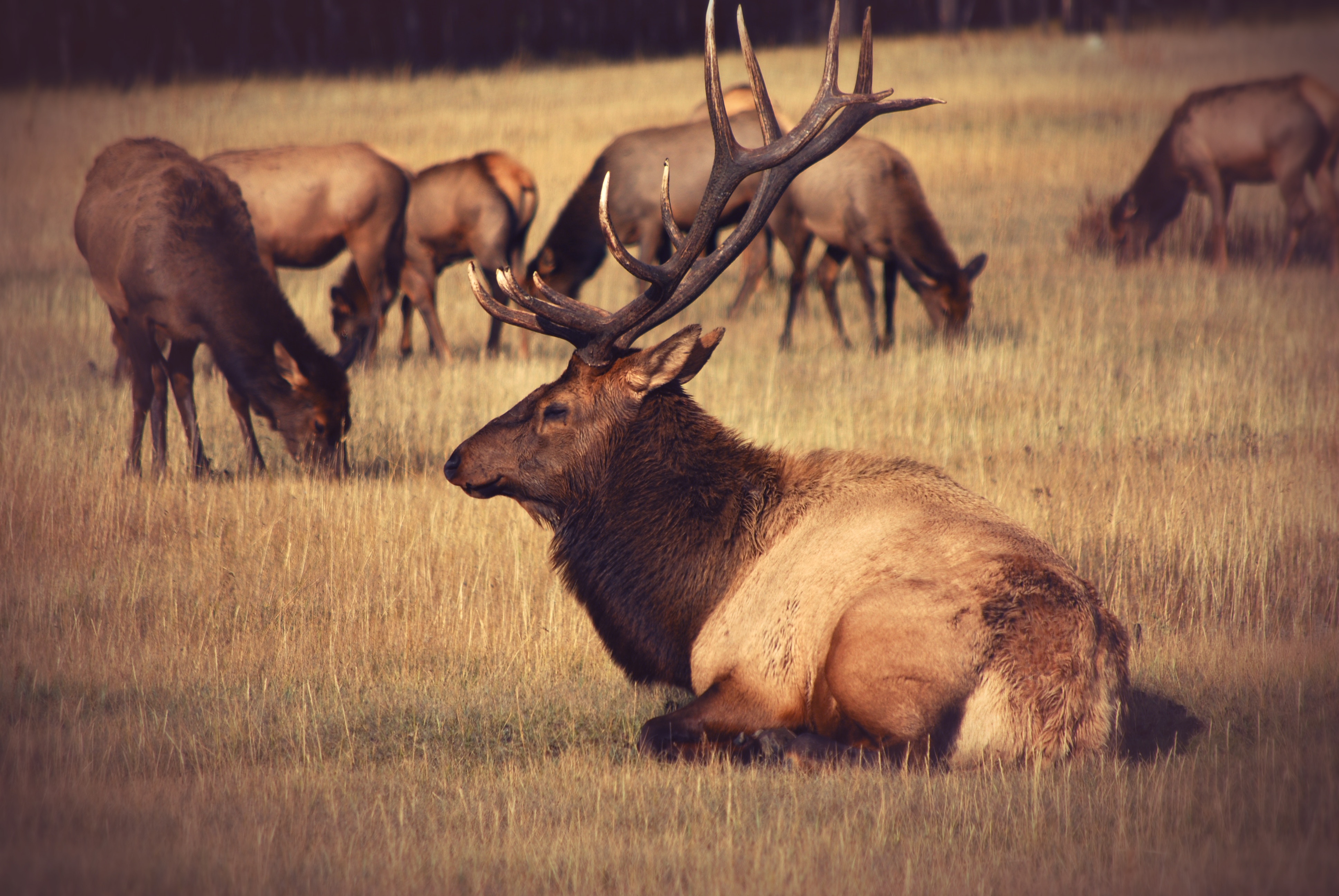 bedded bull in herd front page