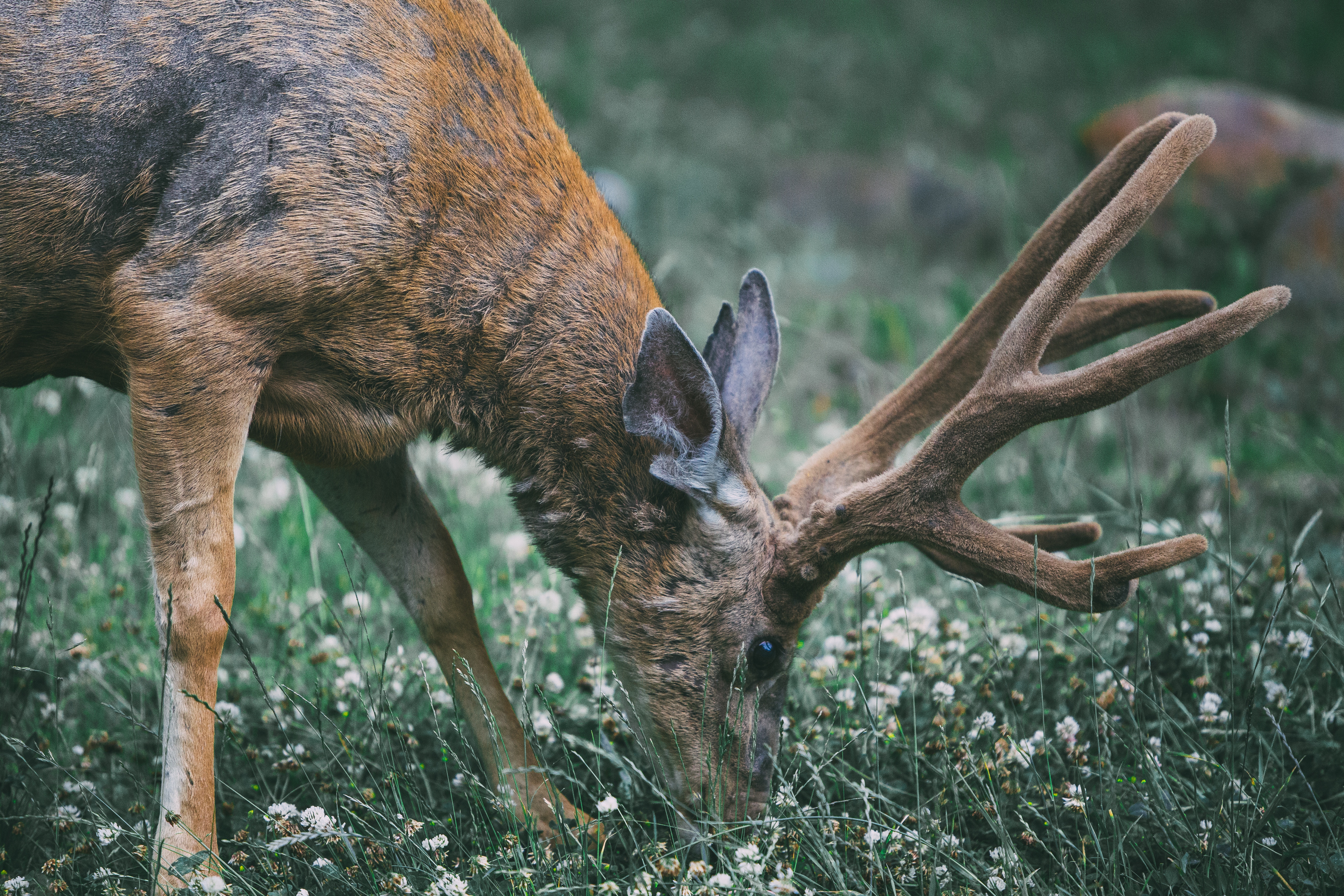 feeding velvet buck front page